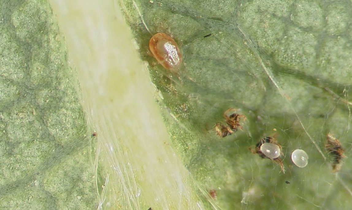 Photo shows a twospotted spider mite.